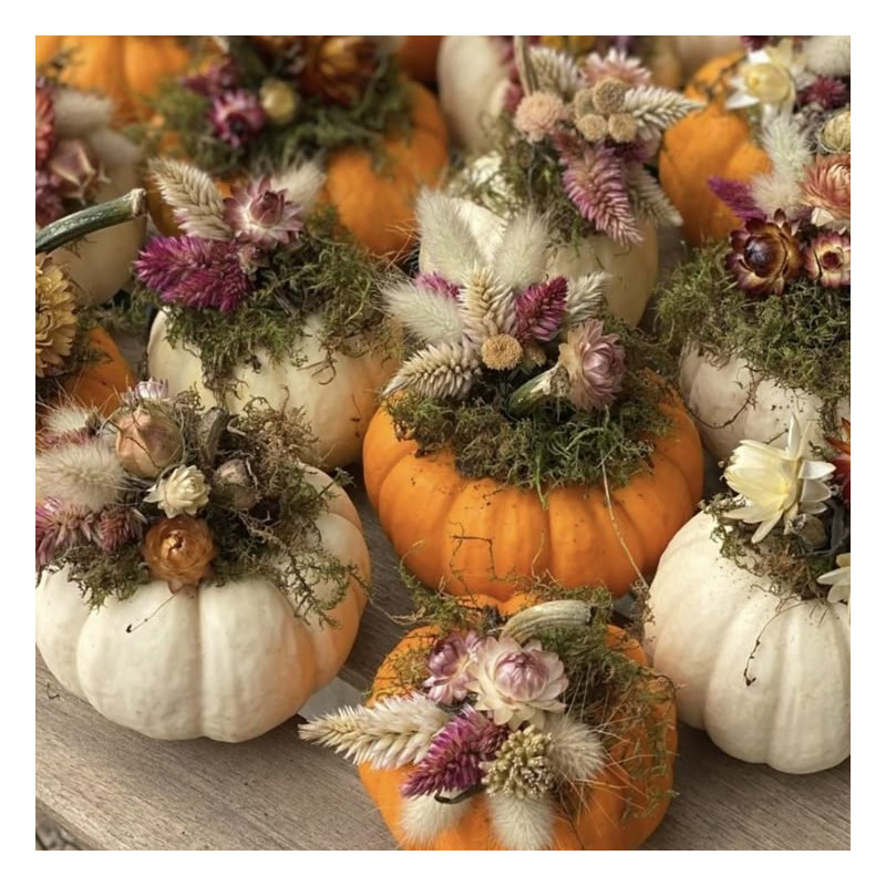 Coloquinte fleurs séchées