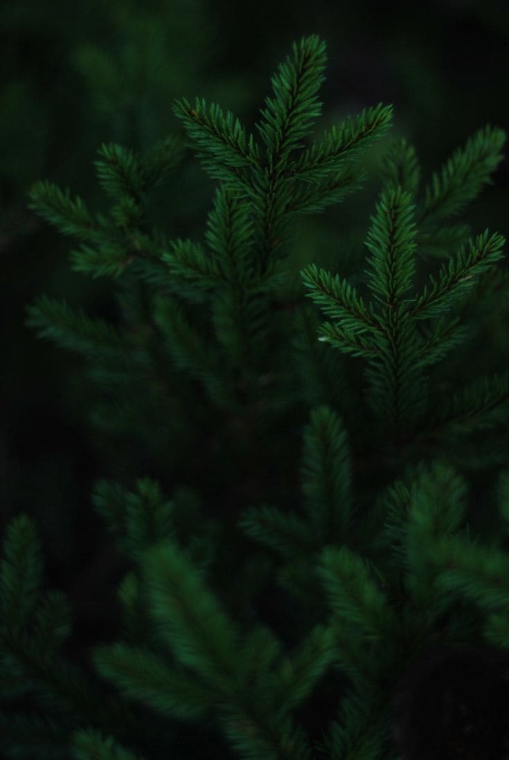 diy décoration de noël